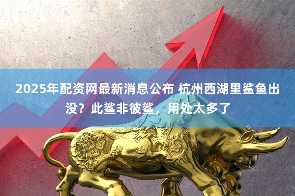 2025年配资网最新消息公布 杭州西湖里鲨鱼出没?此鲨非彼鲨,用处太多了